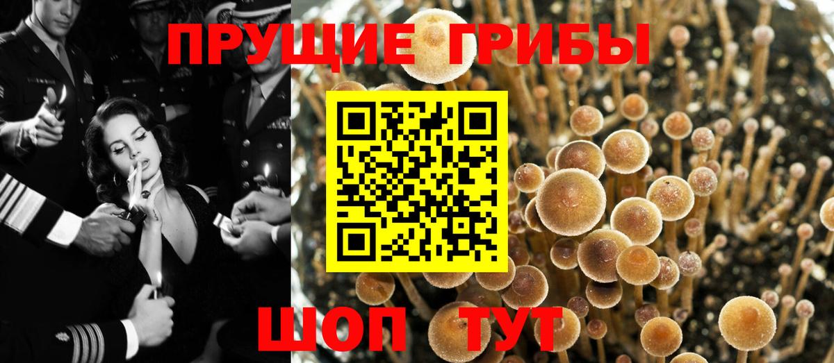 Псилоцибиновые грибы GOLDEN TEACHER  Вход с VPN  Камышлов  Галлюциногенные грибы Magic Shrooms 